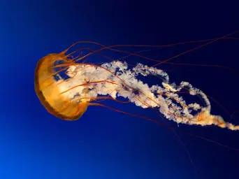 검은사막 칼페온 전쟁
