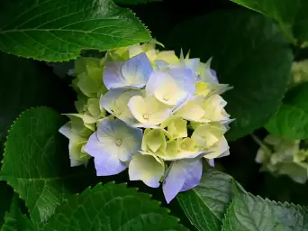 드래곤네스트-123. R