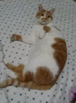 검은사막 돌멘게 잔잔 흐느적 노래