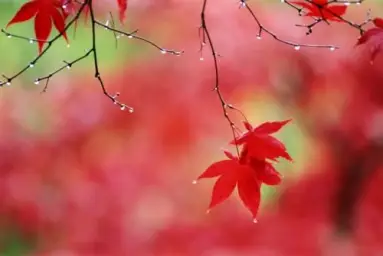 그랑크레스트 전기 2쿨 오프닝 (풀버전)