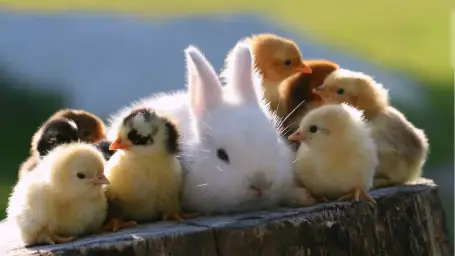[자작곡] 병아리 왈츠 (중독성 피아노 알람)
